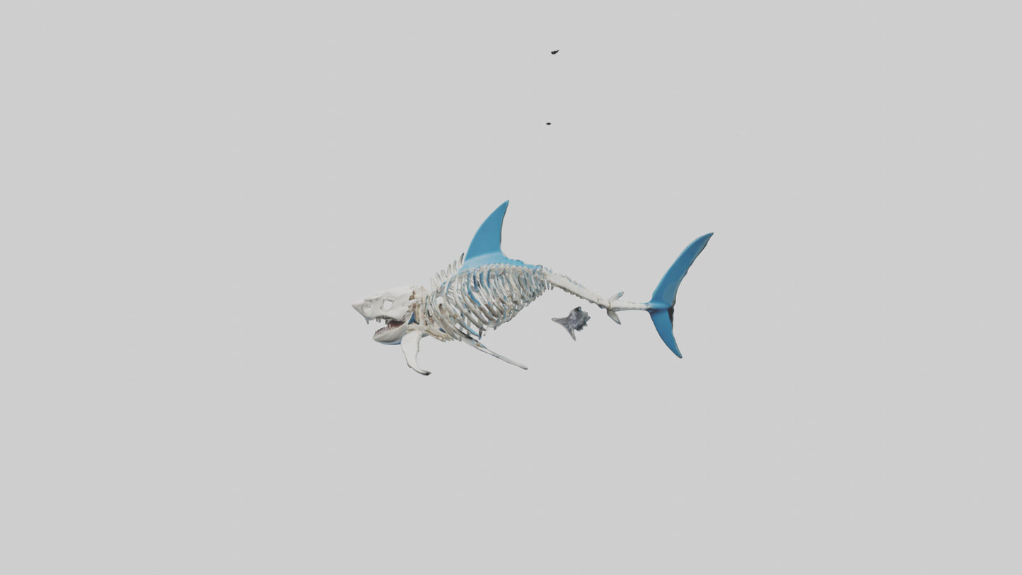 Mako Shark Skeleton model VR / AR / low-poly