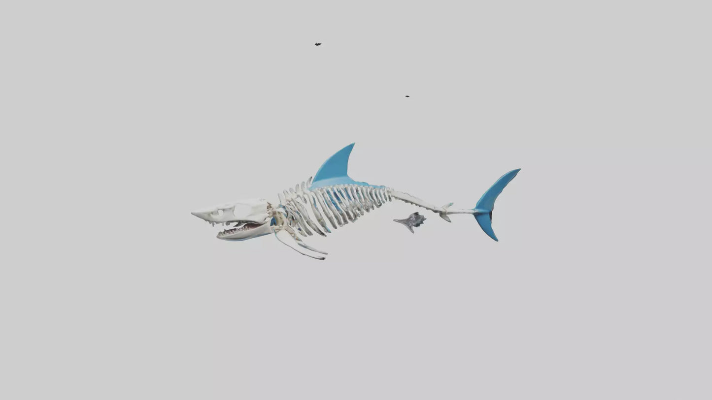 Mako Shark Skeleton model VR / AR / low-poly