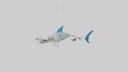 Mako Shark Skeleton model VR / AR / low-poly