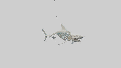 Mako Shark Skeleton model VR / AR / low-poly