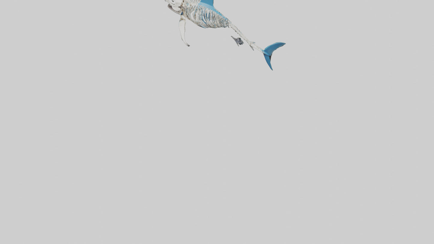 Mako Shark Skeleton model VR / AR / low-poly