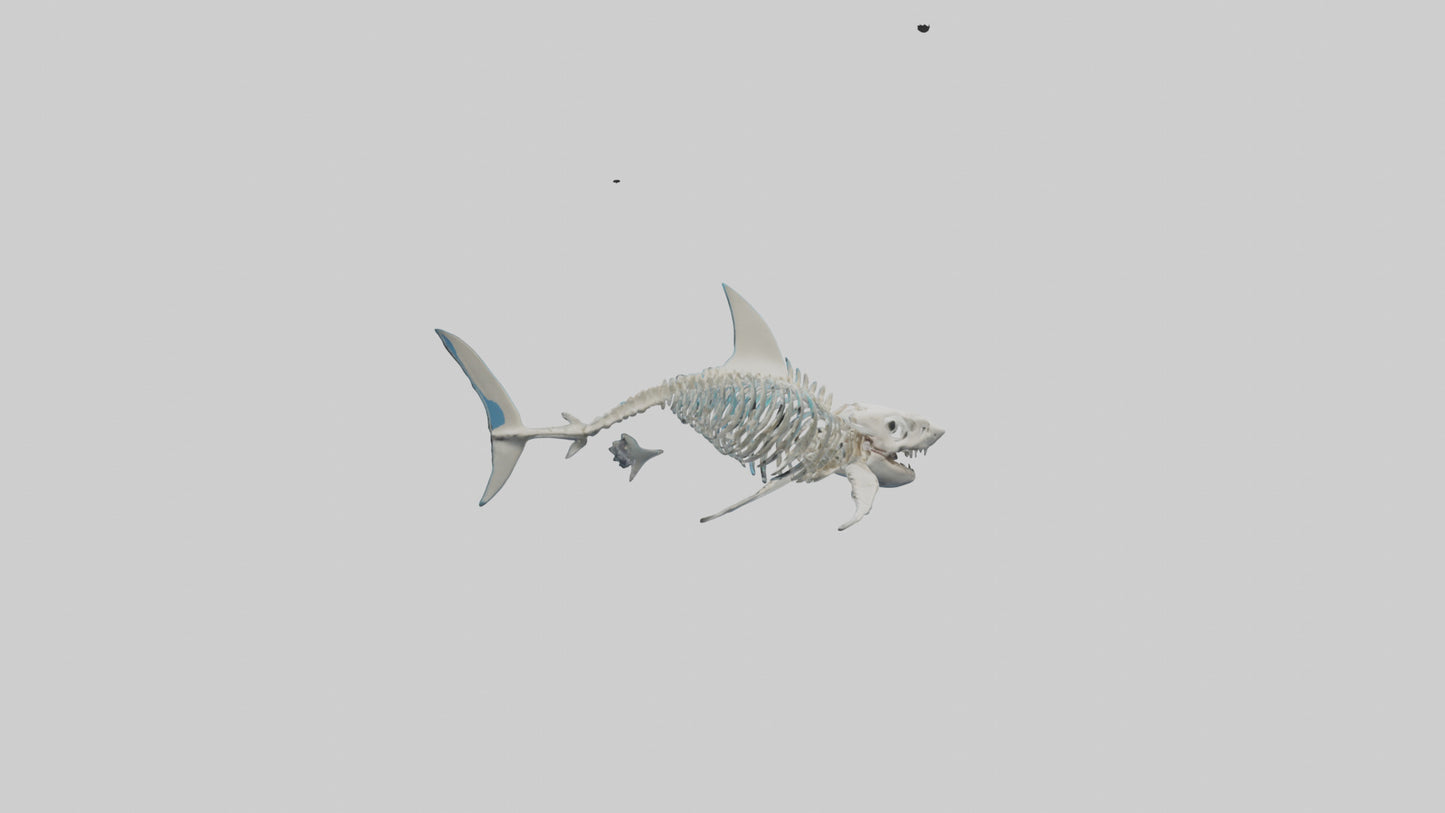 Mako Shark Skeleton model VR / AR / low-poly