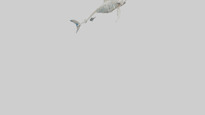 Mako Shark Skeleton model VR / AR / low-poly