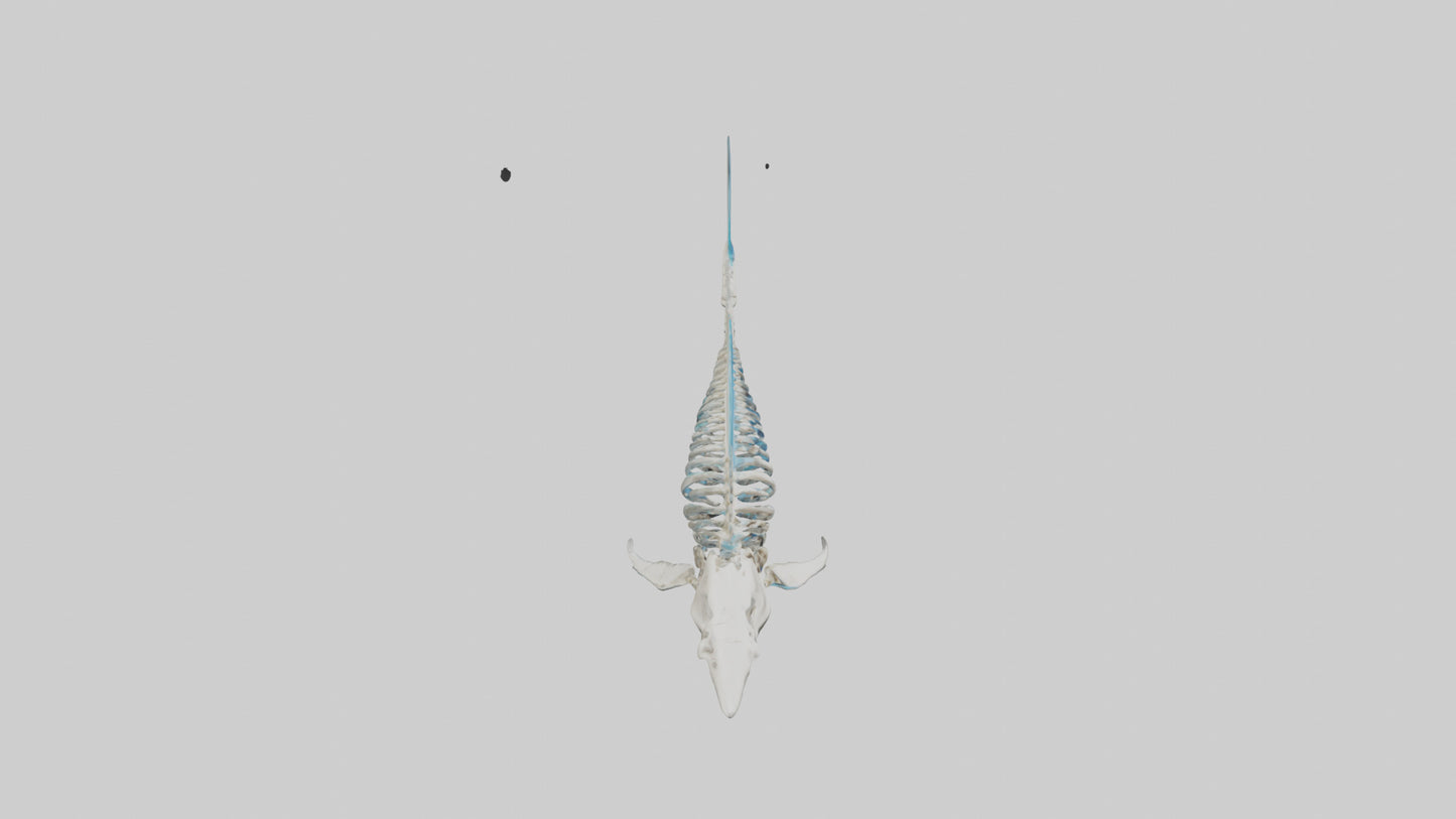 Mako Shark Skeleton model VR / AR / low-poly