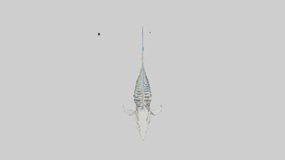 Mako Shark Skeleton model VR / AR / low-poly