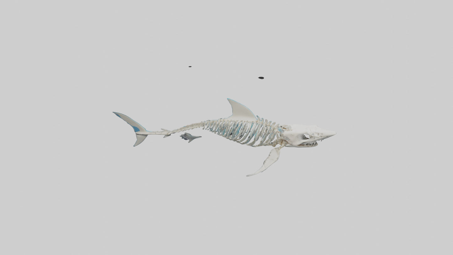 Mako Shark Skeleton model VR / AR / low-poly