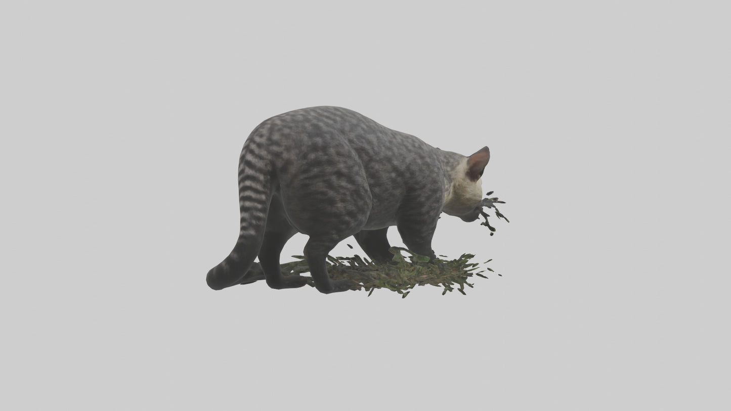 3D model Malayan Civet sneaking model VR / AR / low-poly