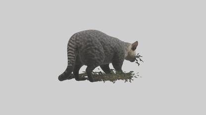 3D model Malayan Civet sneaking model VR / AR / low-poly