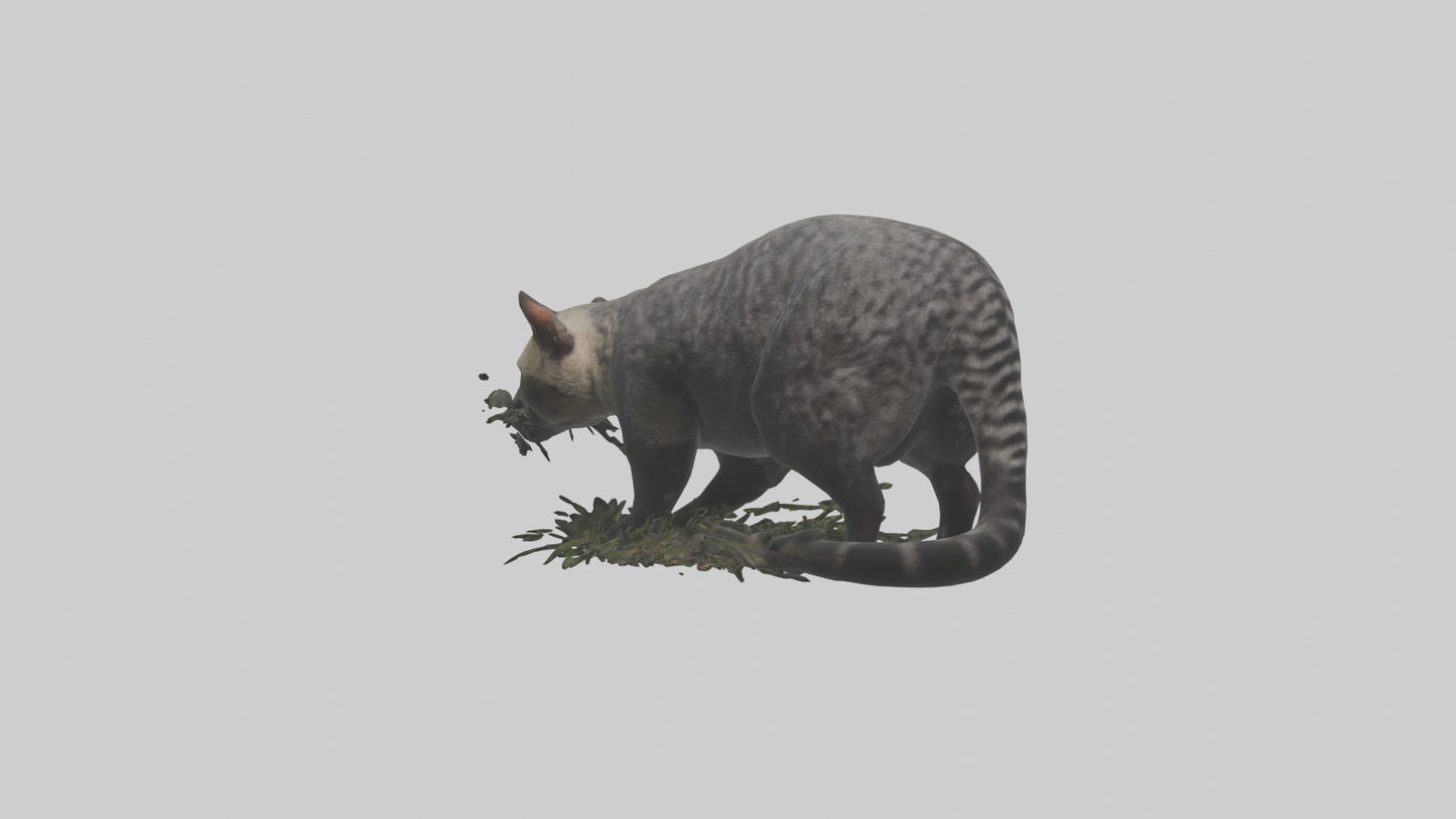 3D model Malayan Civet sneaking model VR / AR / low-poly