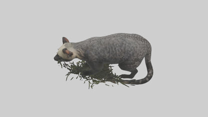 3D model Malayan Civet sneaking model VR / AR / low-poly