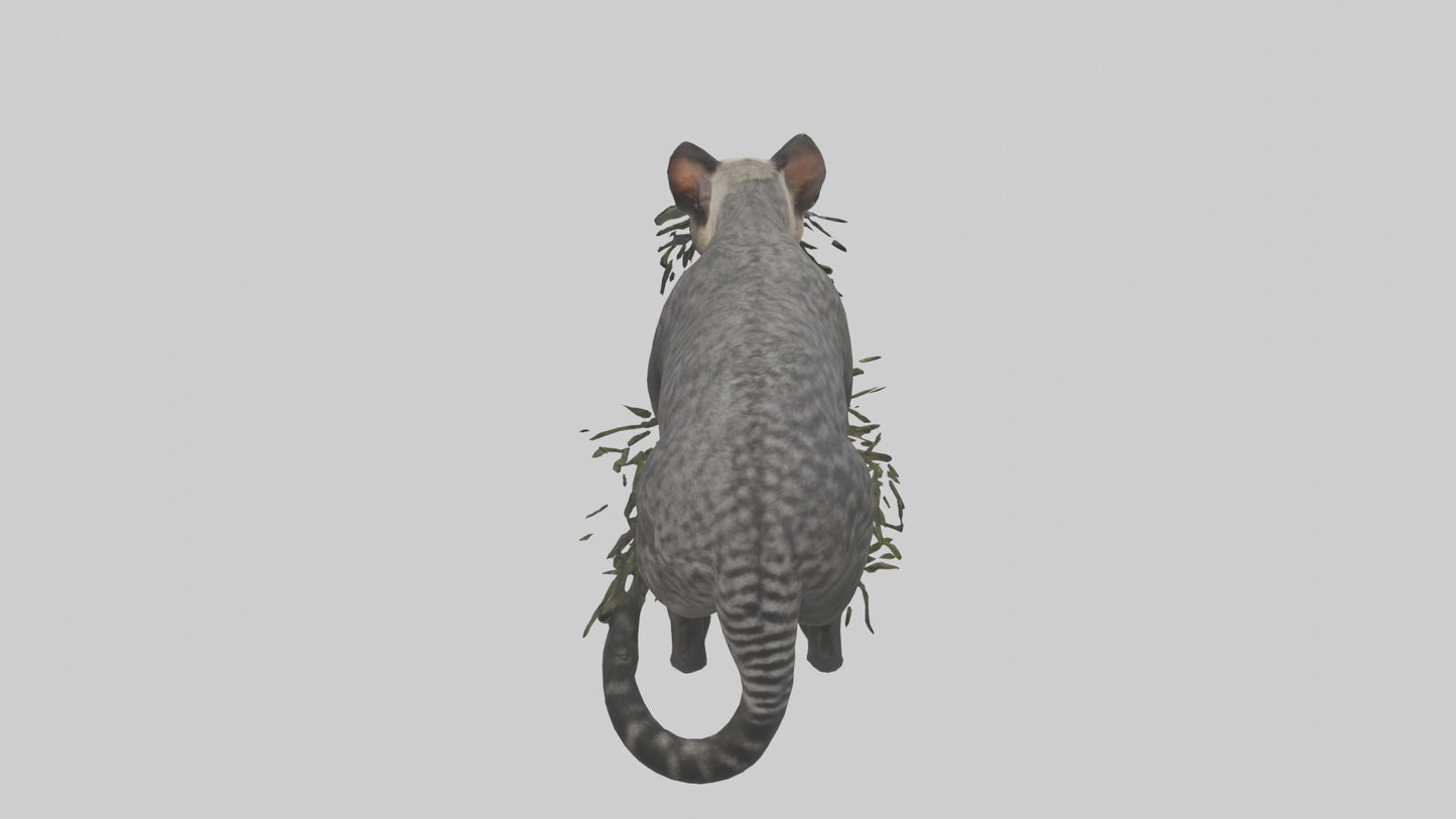 3D model Malayan Civet sneaking model VR / AR / low-poly