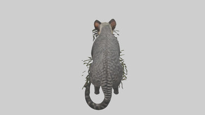 3D model Malayan Civet sneaking model VR / AR / low-poly