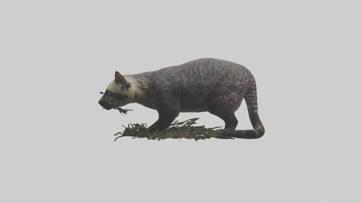 3D model Malayan Civet sneaking model VR / AR / low-poly