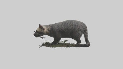 3D model Malayan Civet sneaking model VR / AR / low-poly
