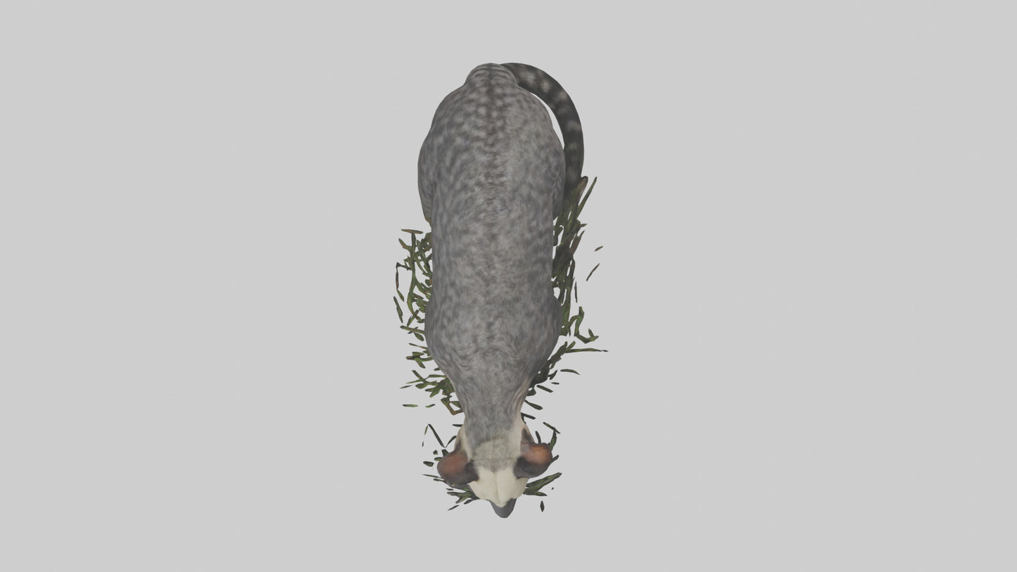 3D model Malayan Civet sneaking model VR / AR / low-poly