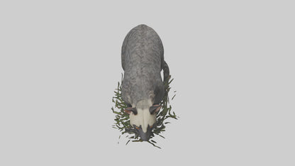 3D model Malayan Civet sneaking model VR / AR / low-poly