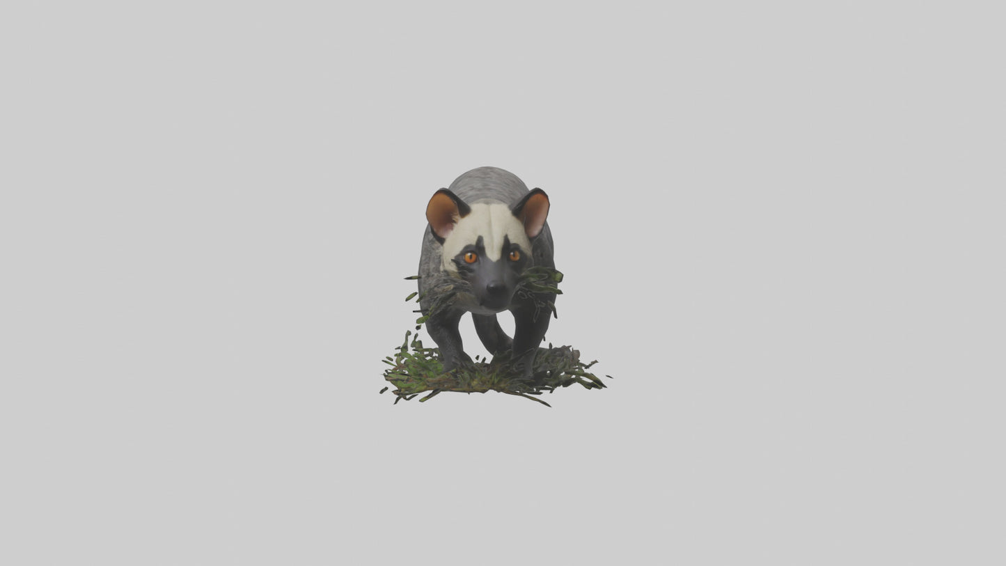 3D model Malayan Civet sneaking model VR / AR / low-poly