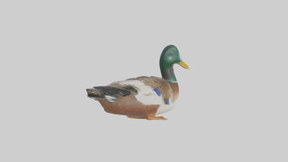 3D model Mallard duck swimming model VR / AR / low-poly