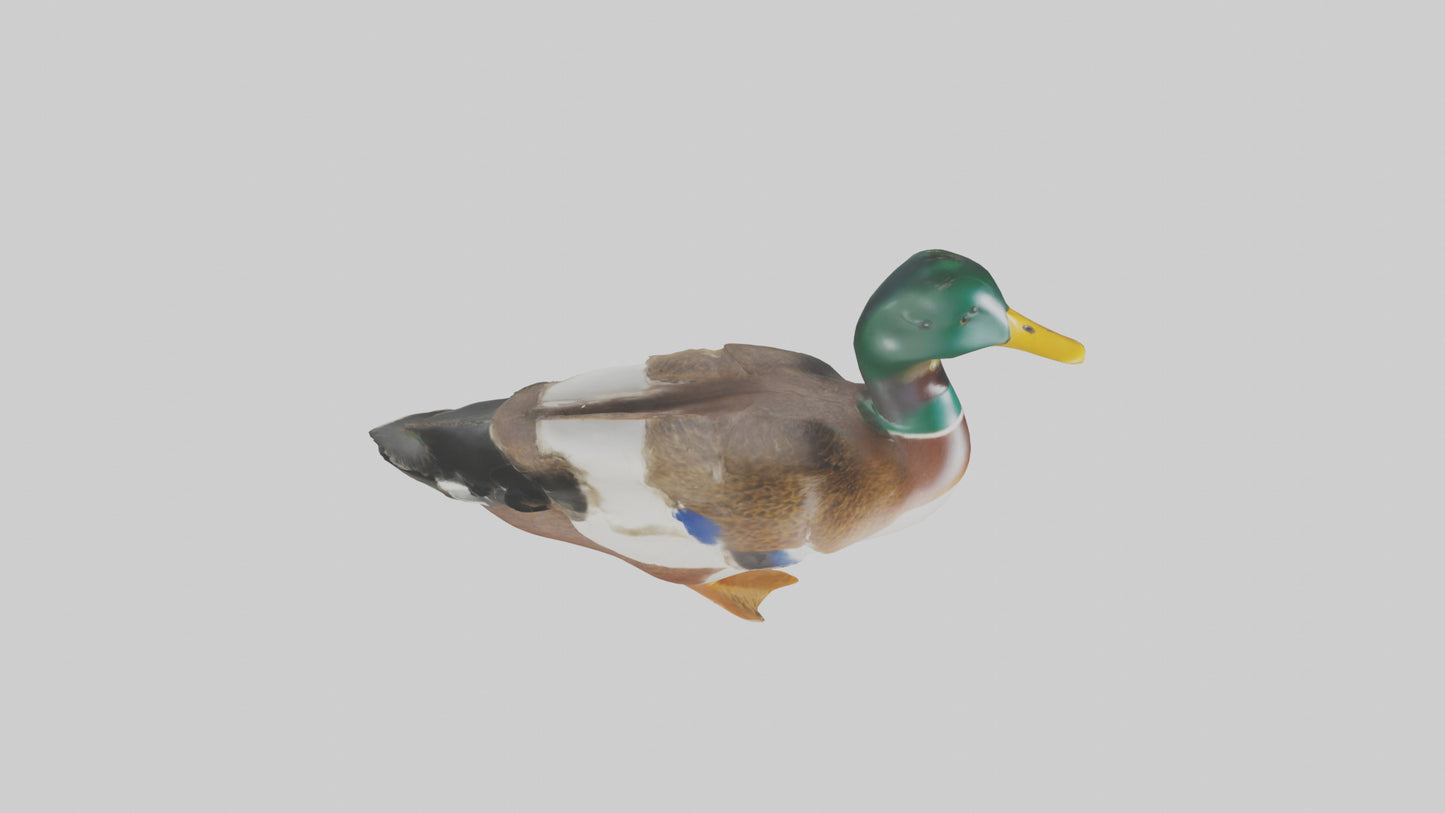 3D model Mallard duck swimming model VR / AR / low-poly