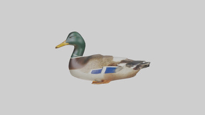 3D model Mallard duck swimming model VR / AR / low-poly