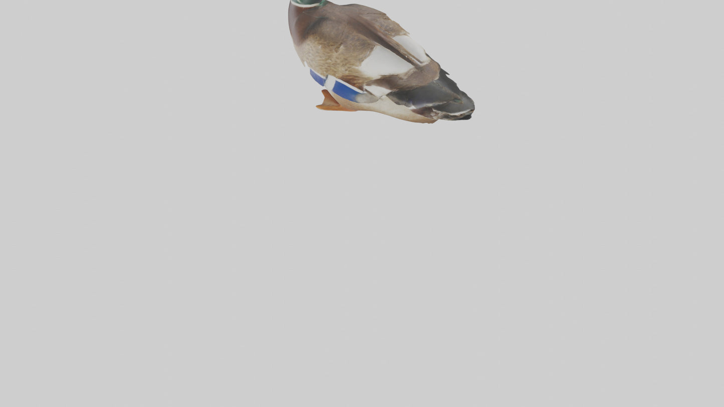 3D model Mallard duck swimming model VR / AR / low-poly