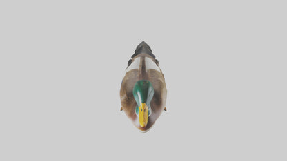 3D model Mallard duck swimming model VR / AR / low-poly