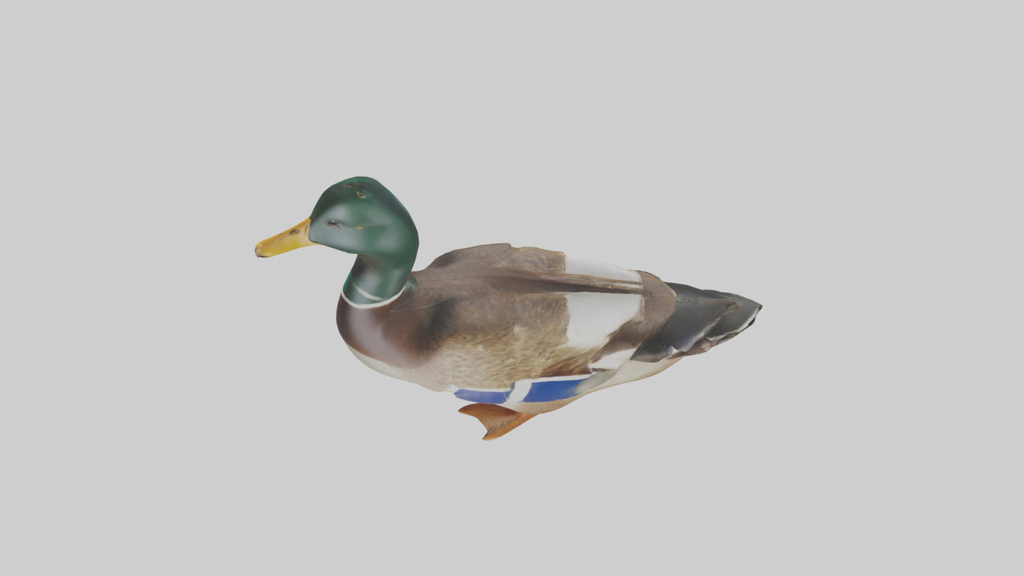 3D model Mallard duck swimming model VR / AR / low-poly