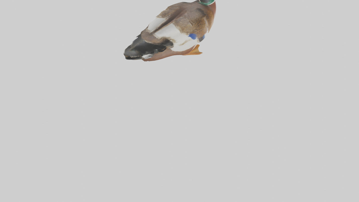 3D model Mallard duck swimming model VR / AR / low-poly