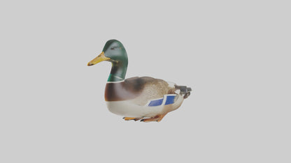 3D model Mallard duck swimming model VR / AR / low-poly