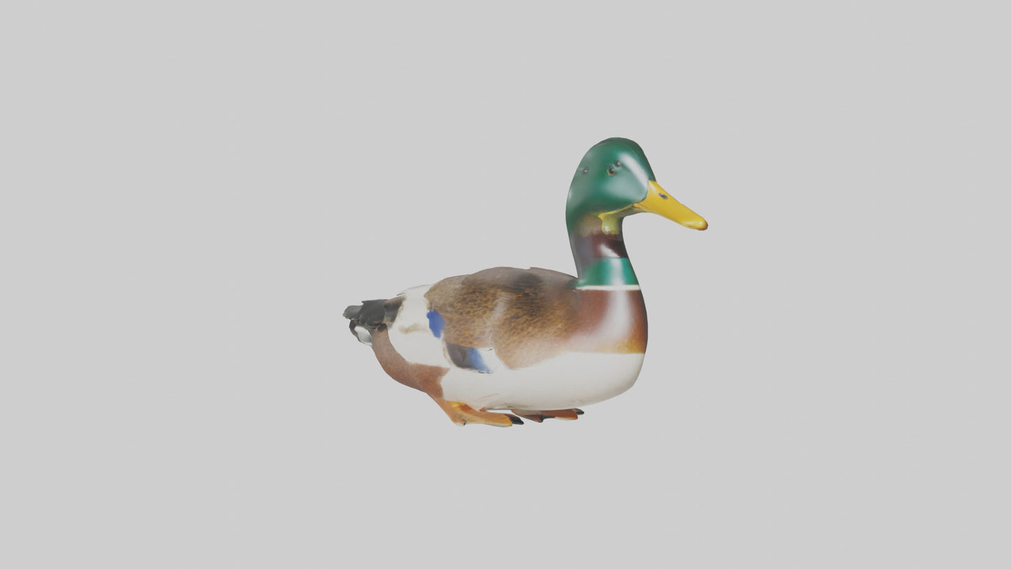 3D model Mallard duck swimming model VR / AR / low-poly