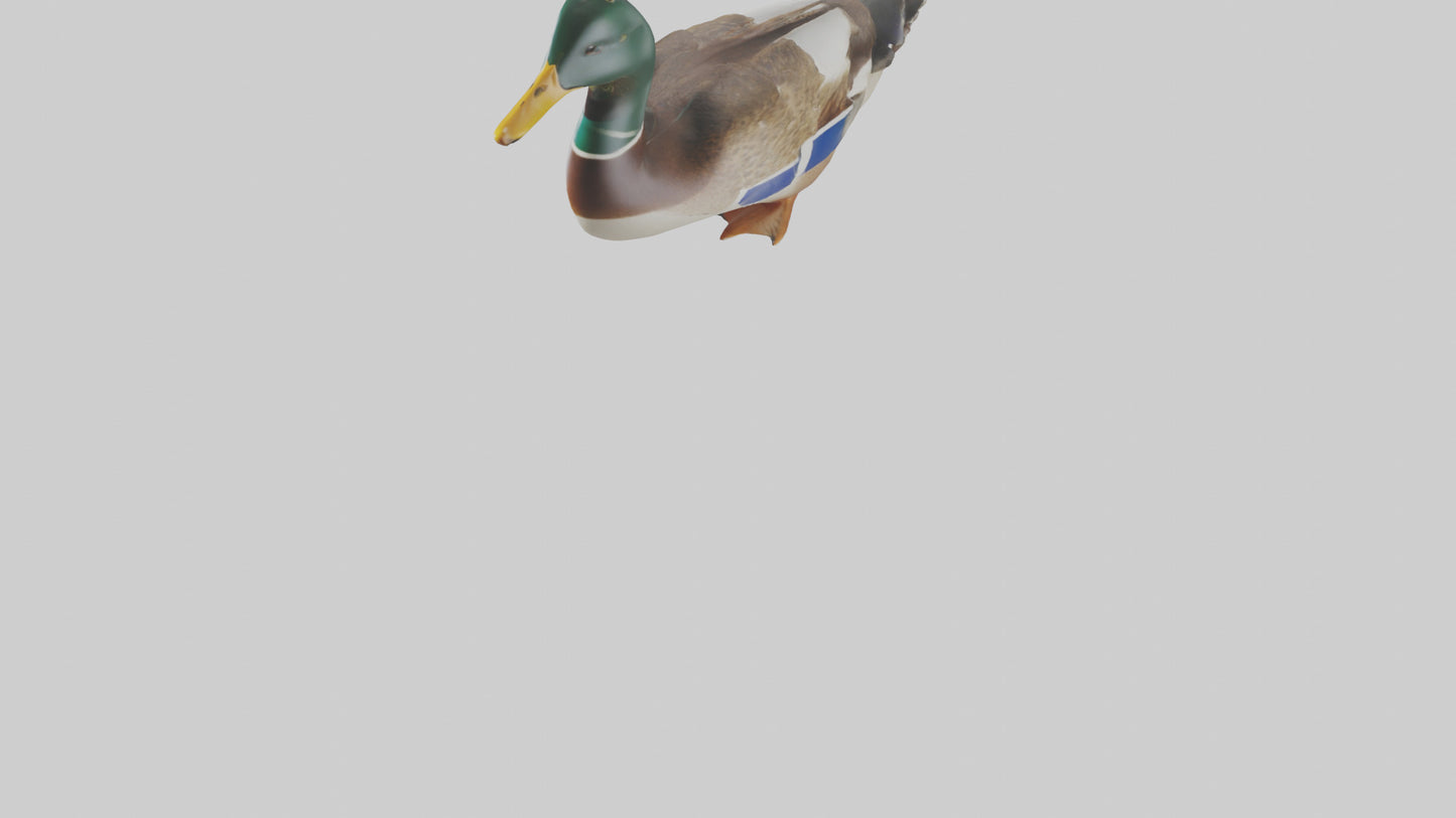 3D model Mallard duck swimming model VR / AR / low-poly