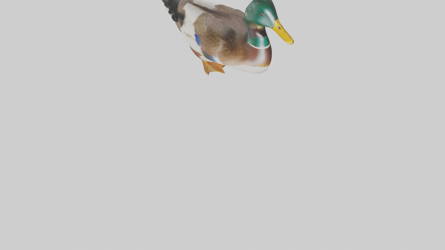 3D model Mallard duck swimming model VR / AR / low-poly