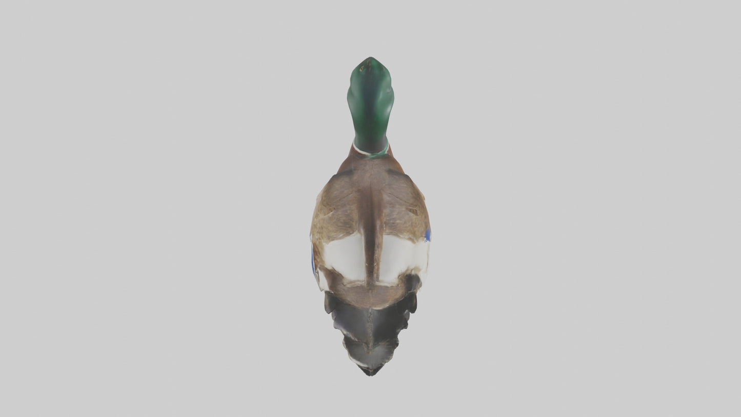 3D model Mallard duck swimming model VR / AR / low-poly