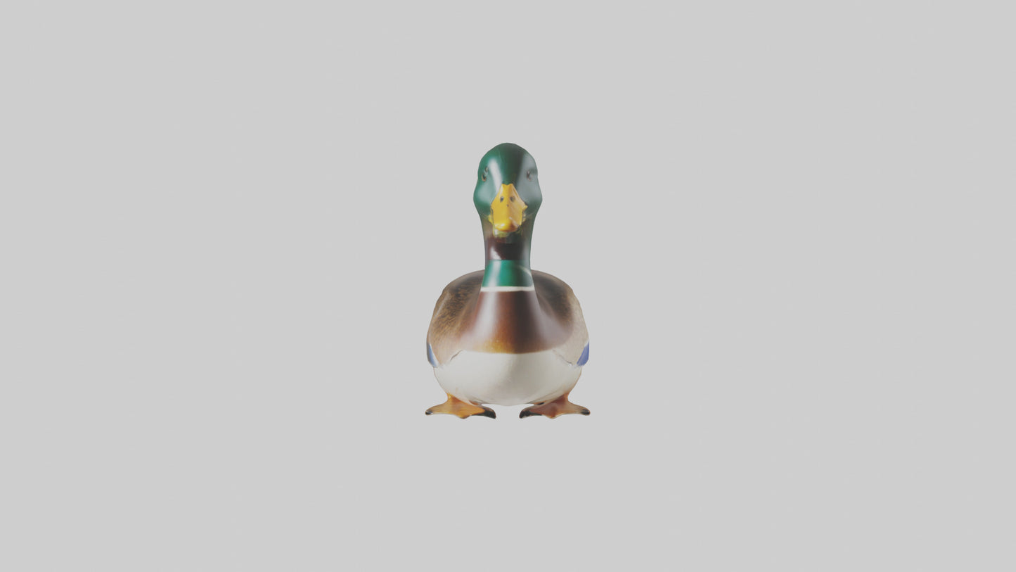 3D model Mallard duck swimming model VR / AR / low-poly