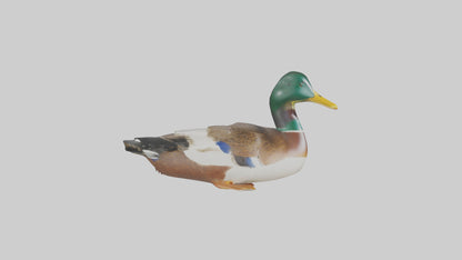 3D model Mallard duck swimming model VR / AR / low-poly