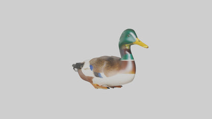 3D model Mallard duck swimming model VR / AR / low-poly
