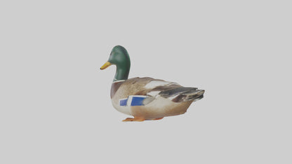 3D model Mallard duck swimming model VR / AR / low-poly