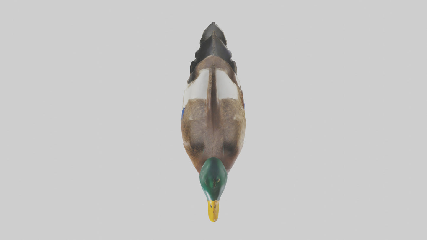 3D model Mallard duck swimming model VR / AR / low-poly