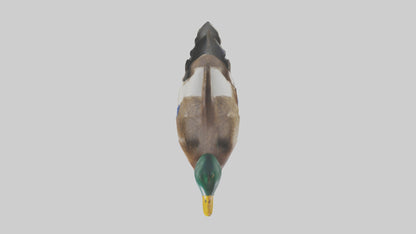 3D model Mallard duck swimming model VR / AR / low-poly
