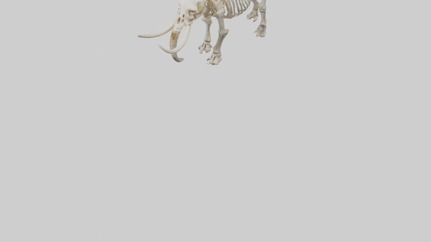 3D model Mammoth Skeleton model VR / AR / low-poly