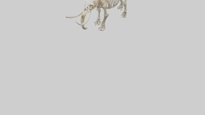 3D model Mammoth Skeleton model VR / AR / low-poly