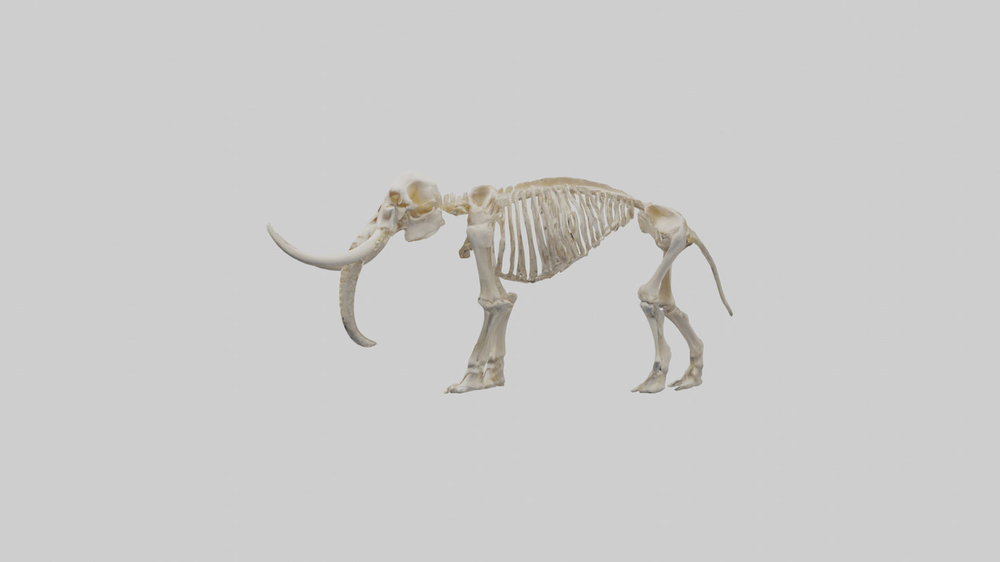 3D model Mammoth Skeleton model VR / AR / low-poly