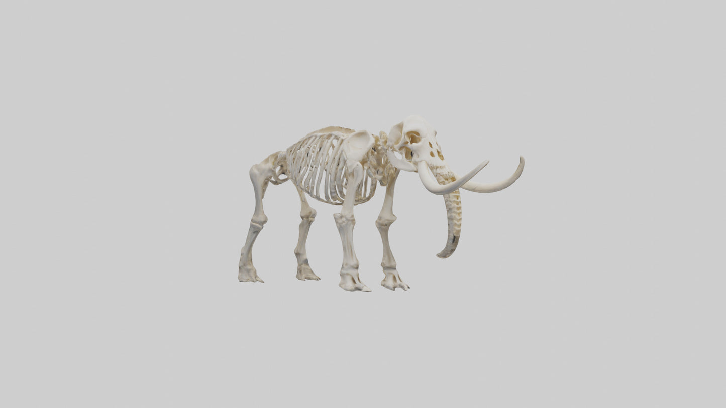 3D model Mammoth Skeleton model VR / AR / low-poly