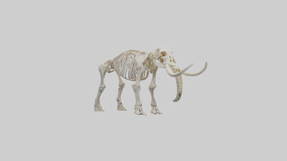 3D model Mammoth Skeleton model VR / AR / low-poly