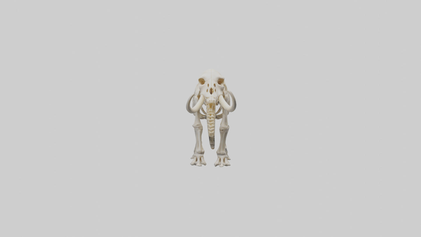3D model Mammoth Skeleton model VR / AR / low-poly