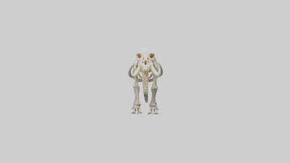 3D model Mammoth Skeleton model VR / AR / low-poly