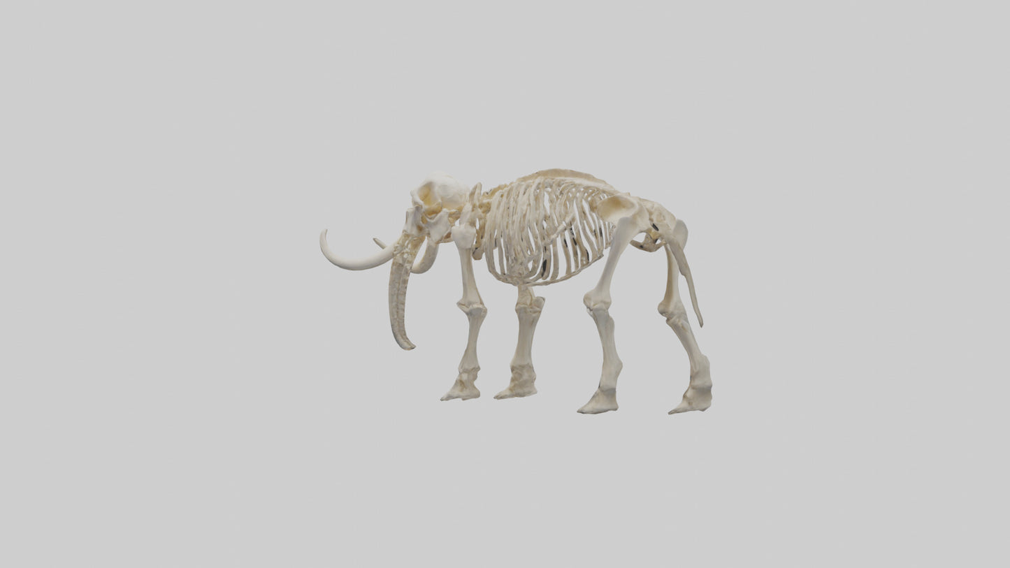 3D model Mammoth Skeleton model VR / AR / low-poly