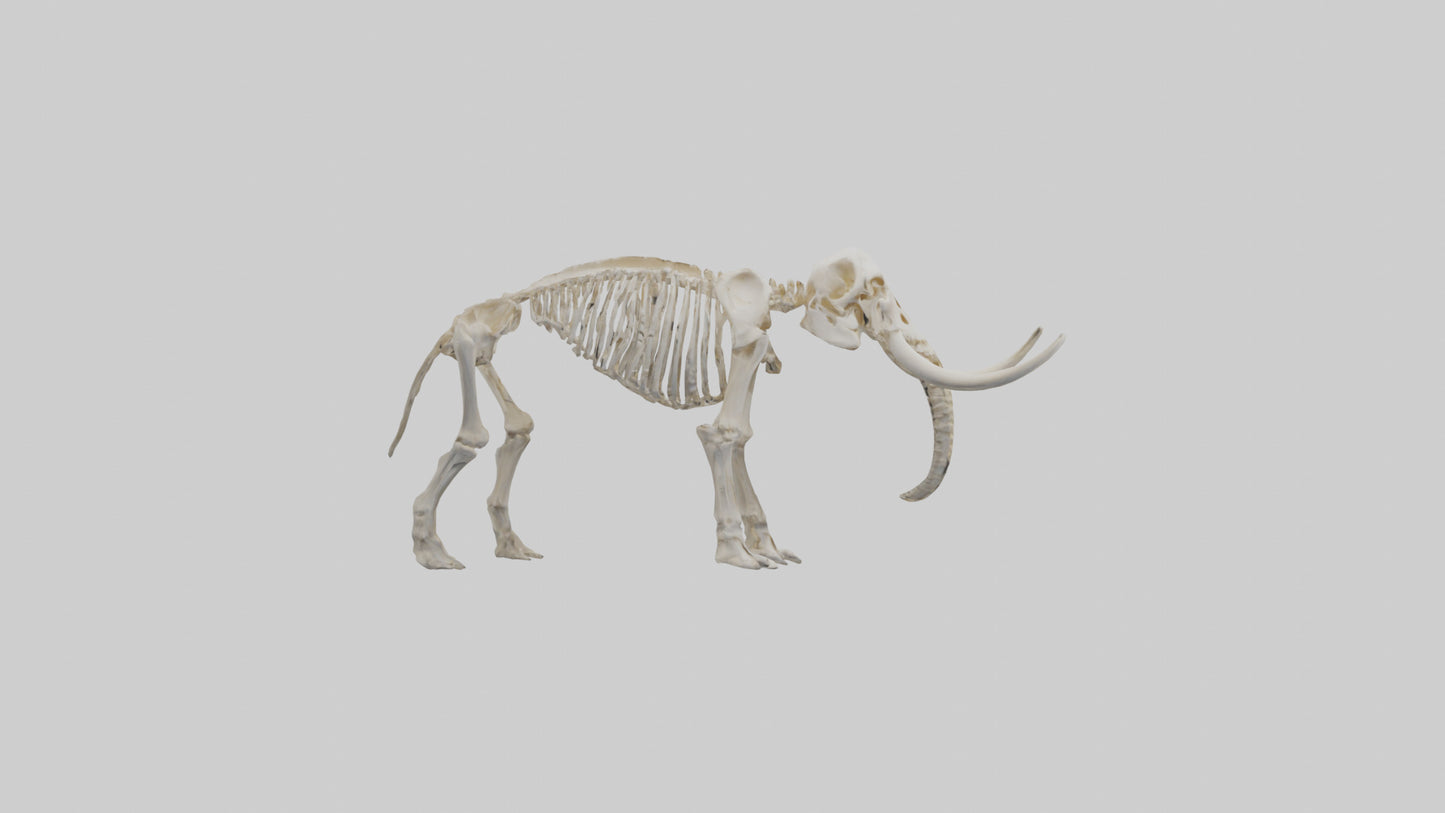 3D model Mammoth Skeleton model VR / AR / low-poly