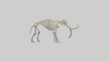 3D model Mammoth Skeleton model VR / AR / low-poly