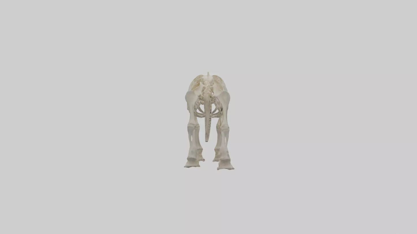 3D model Mammoth Skeleton model VR / AR / low-poly